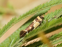 Macrobathra chrysotoxa