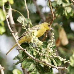 Icterus