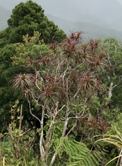 Dracophyllum