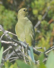 Neophema chrysostoma