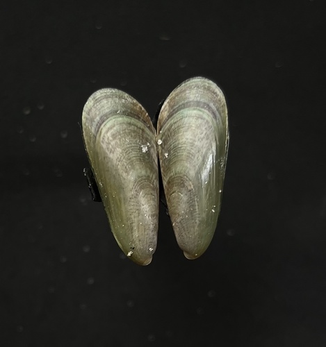 Arcuatula papyria observed 2023-01-14