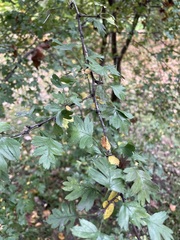 Crataegus monogyna