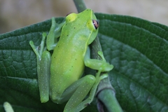 Aplastodiscus arildae