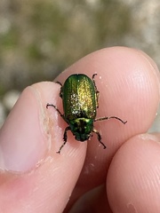 Diphucephala