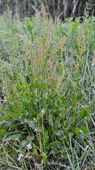 Rumex acetosa
