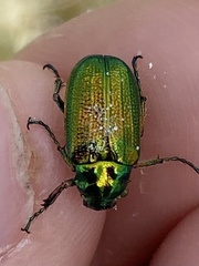 Diphucephala