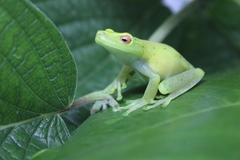 Aplastodiscus arildae