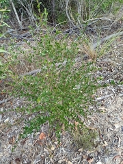 Dodonaea triangularis