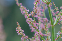 Rumex acetosa
