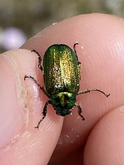 Diphucephala