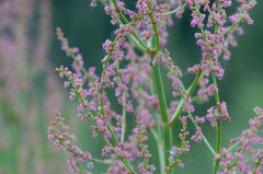 Rumex acetosa