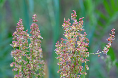 Rumex acetosa