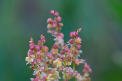 Rumex acetosa