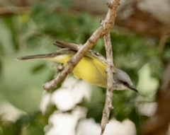 Tyrannus