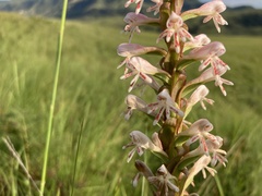 Satyrium macrophyllum