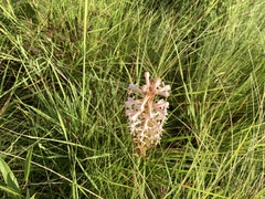 Satyrium macrophyllum