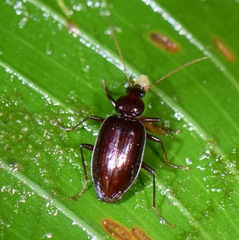 Platynini