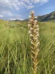 Satyrium macrophyllum