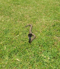 Hemachatus haemachatus