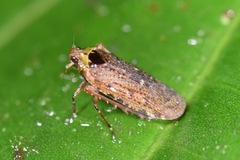Achilidae