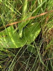 Satyrium macrophyllum