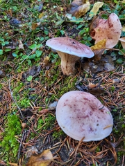 Pudorini
