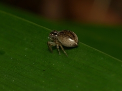 Maratus pavonis