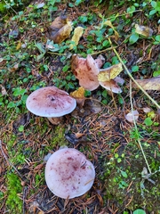Pudorini