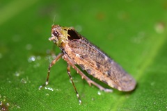 Achilidae