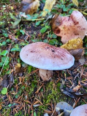 Pudorini