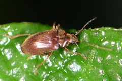 Ptilodactylidae