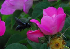 Xylocopa