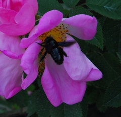 Xylocopa