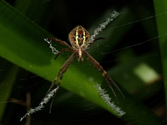 Argiope keyserlingi