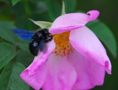 Xylocopa