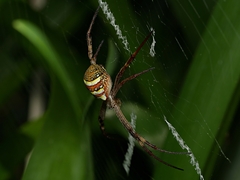 Argiope keyserlingi