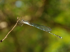 Austrolestes leda