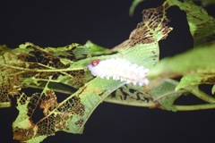 Neopreptos marathusa