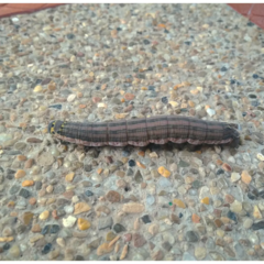 Isognathus allamandae