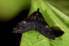 Phlyctaina irrigualis