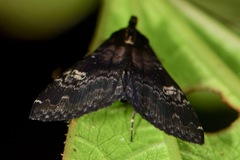 Phlyctaina irrigualis