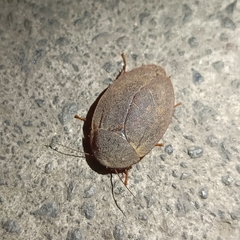 Homoeogamia mexicana