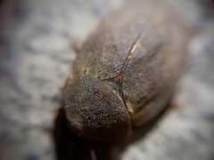 Homoeogamia mexicana