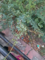 Pithecellobium dulce