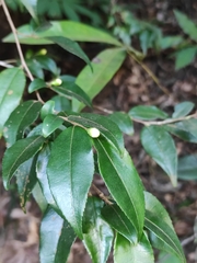 Camellia melliana