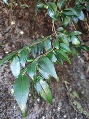 Camellia melliana
