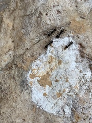 Dolichoderus thoracicus