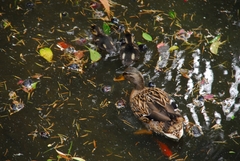 Anas platyrhynchos