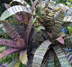 Vriesea fosteriana
