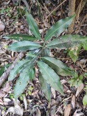 Ardisia quinquegona